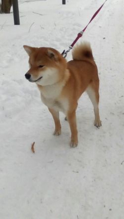 picture of dog