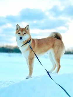 picture of dog