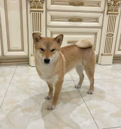 picture of dog