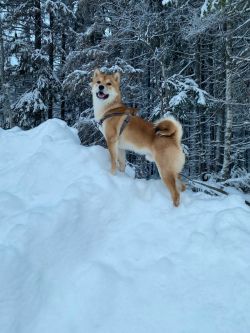 picture of dog