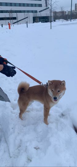 picture of dog