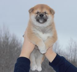 picture of dog