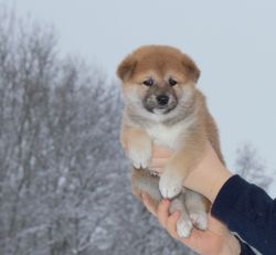 picture of dog
