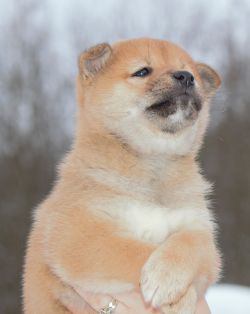 picture of dog