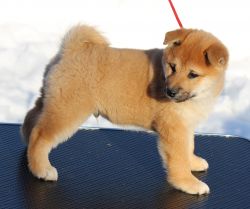 picture of dog