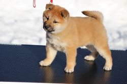 picture of dog