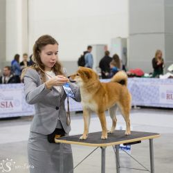 picture of dog