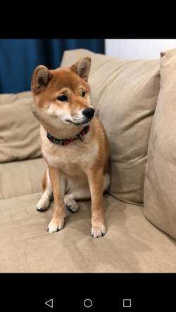 picture of dog