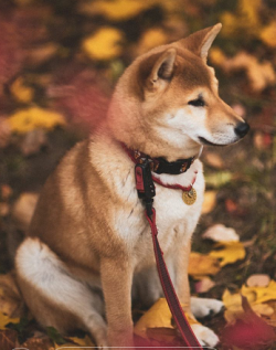picture of dog