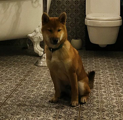 picture of dog