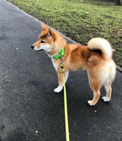 picture of dog