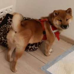 picture of dog