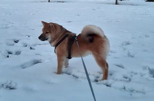picture of dog