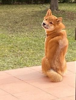 picture of dog
