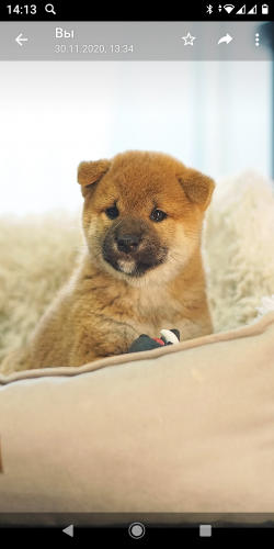 picture of dog