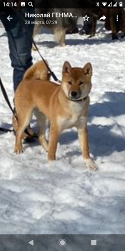 picture of dog