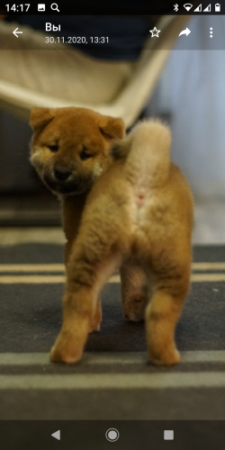 picture of dog