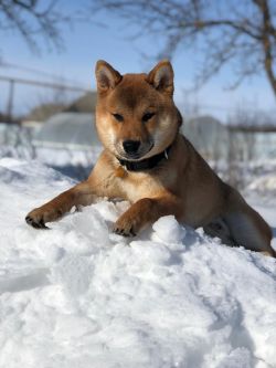picture of dog