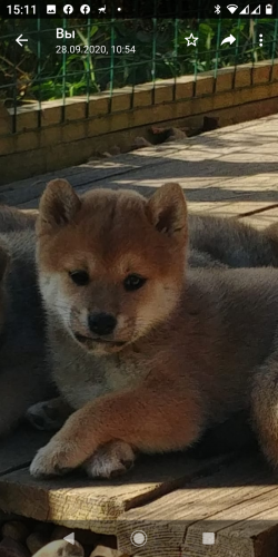 picture of dog