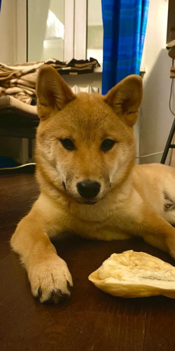 picture of dog