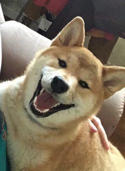 picture of dog