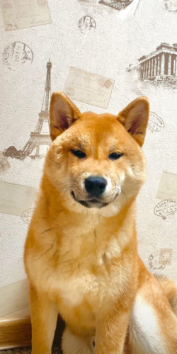 picture of dog