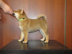 picture of dog