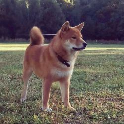 picture of dog