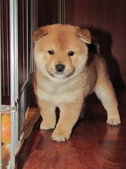 picture of dog