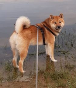 picture of dog