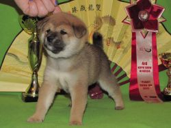 picture of dog