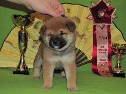 picture of dog