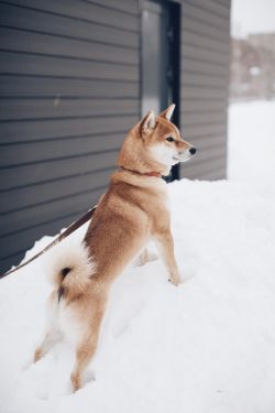picture of dog