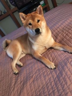 picture of dog
