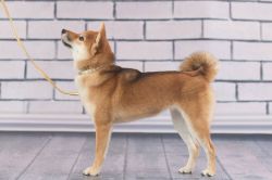 picture of dog