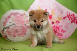 picture of dog