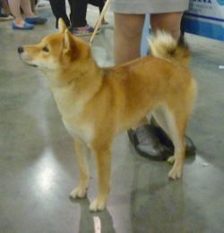 picture of dog