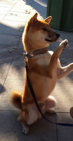picture of dog
