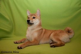 picture of dog