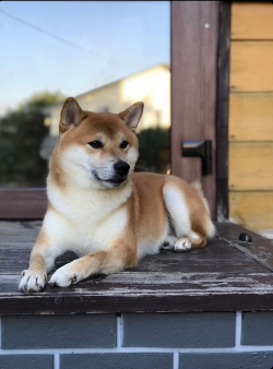 picture of dog