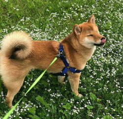 picture of dog