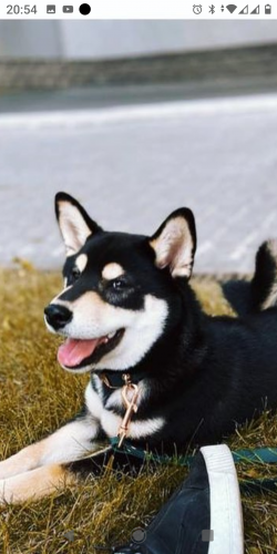 picture of dog