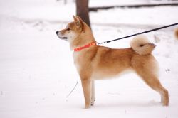 picture of dog