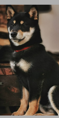 picture of dog