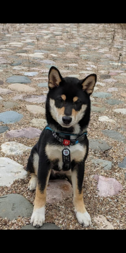 picture of dog