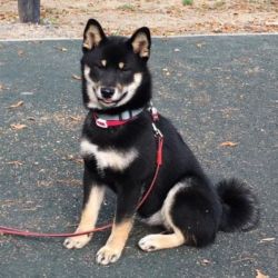 picture of dog