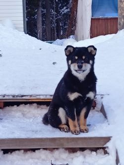 picture of dog