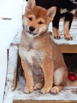 picture of dog
