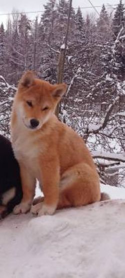 picture of dog
