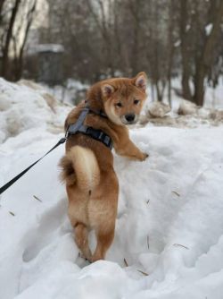 picture of dog